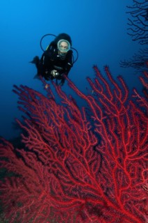 Diver looking at illuminated fan of Red Gorgonian (Paramuricea clavata) Mediterranean Sea fan on