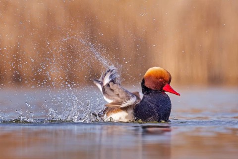 Red-crested pochard (Netta rufina) male, bathing, preening its plumage, swimming, splendid plumage,
