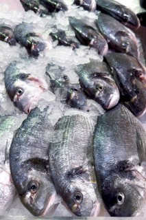 Display of fish caught whole fish whole fish fresh fish Gilt-head sea bream (Sparus aurata)