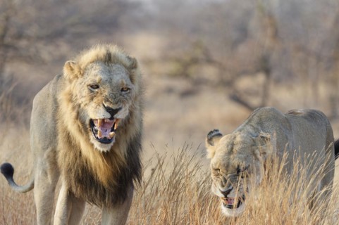 African lions (Panthera leo melanochaita), two adults, male and one-eyed female, walking in the