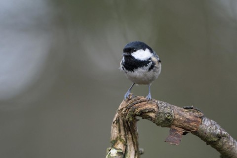 Coal tit (Parus ater), adult bird, Dingdener Heide nature reserve, North Rhine-Westphalia, Germany,