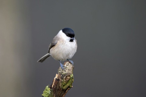 Marsh tit (Poecile palustris), adult bird, Dingdener Heide nature reserve, North Rhine-Westphalia,
