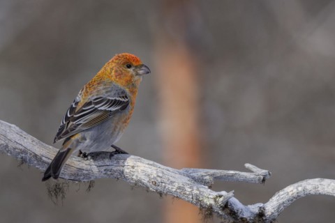 Pine grosbeak (Pinicola enucleator), in the snow, Kaamanen, Finland, Europe