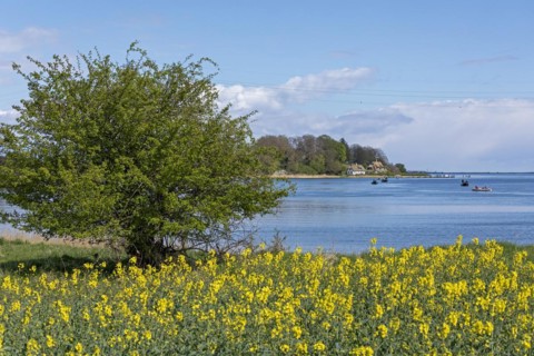 Thatched roof houses, herring fishing, boats, rape field, Rabelsund, Rabel, Schlei,
