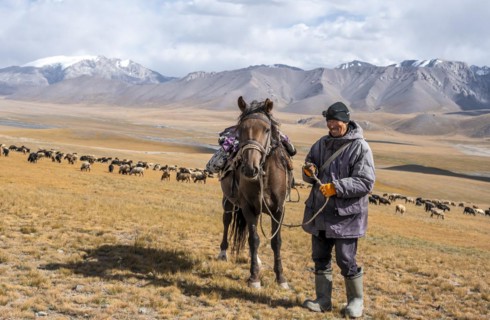 Nomadic life on a plateau, shepherd on horse, flock of sheep, dramatic high mountains, Tian Shan