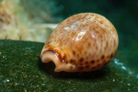 Spotted cowrie (Trivia monacha) Cowry snail crawling over seaweed small algae carpet, Mediterranean