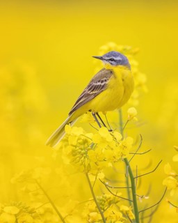 Blue-headed Wagtail (Motacilla flava flava) in flowering Rape, yellow landscape, spring, male,
