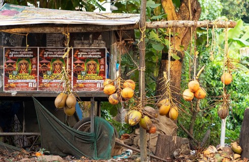 Coconuts hanging on the roadside for sale, Kavanattinkara, Backwaters, Kerala, India, Asia