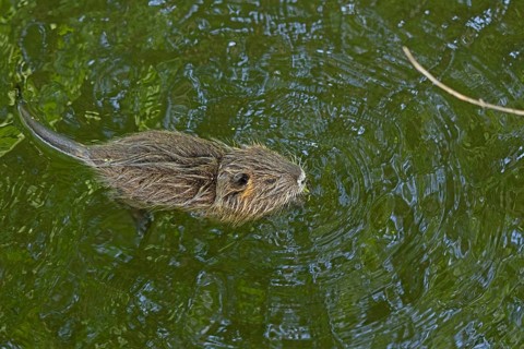 Nutria (Myocastor coypus) young animal swimming, Wilhelmsburg, Hamburg, Germany, Europe