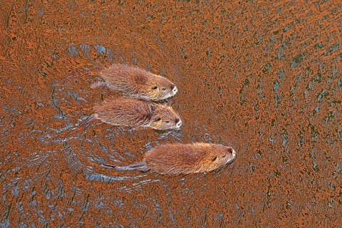 Three Nutria (Myocastor coypus) young animals swimming, Wilhelmsburg, Hamburg, Germany, Europe