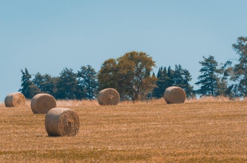 Beautiful panoramic view of hay bales in a uruguay farm field. Clear sky