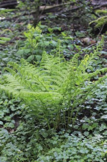 Lady fern (Athyrium filix-femina), North Rhine-Westphalia, Germany, Europe