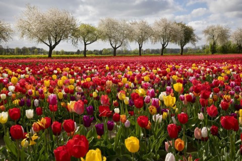 Splendid mixture on the tulip field in front of blossoming fruit trees, Grevenbroich, Lower Rhine,