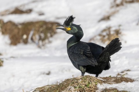 Common shag (Phalacrocorax aristotelis), mating, feather crest, winter, in the snow, Hornoya,