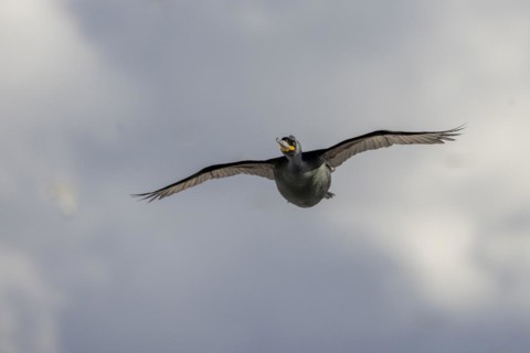 Common shag (Phalacrocorax aristotelis), flies, feathers, winter, in the snow, Hornoya, Hornoya,