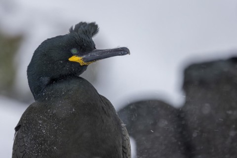 Common shag (Phalacrocorax aristotelis), plumage, winter, snow drift, Hornoya, Hornoya,