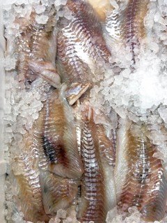 Display of fish caught fish pollack (Pollachius virens) in the form of pollack fillet on ice in