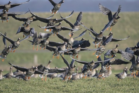 Greater white-fronted goose (Anser albifrons), flock of geese taking off, Bislicher Insel, Xanten,