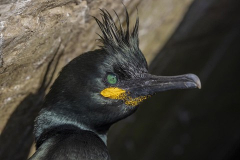 Common shag (Phalacrocorax aristotelis), portrait, feather crest, winter, in the snow, Hornoya,