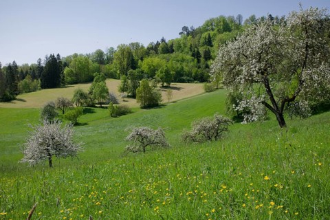 Fruit blossom in the Swabian-Franconian Forest nature park Park, fruit tree, apple tree, meadow