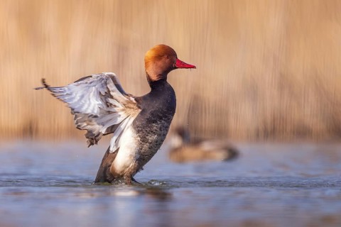 Red-crested pochard (Netta rufina) male, bathing, preening its plumage, swimming, splendid plumage,