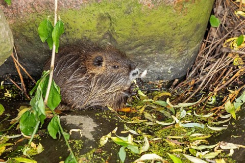 Nutria (Myocastor coypus) young animal eating leaf, Wilhelmsburg, Hamburg, Germany, Europe