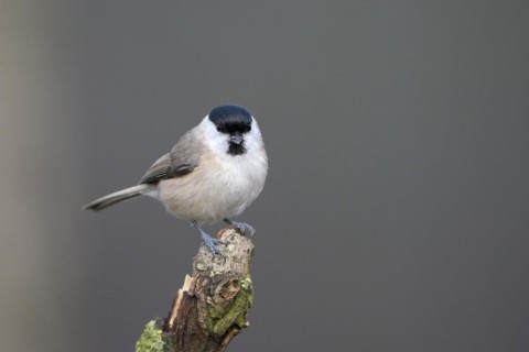Marsh tit (Poecile palustris), adult bird, Dingdener Heide nature reserve, North Rhine-Westphalia,