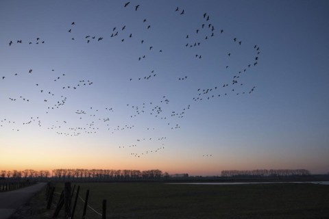 Greater white-fronted goose (Anser albifrons), flock of geese in flight at sunrise, starting from