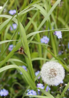 Spotted Bee fly (Bombylius discolor), North Rhine-Westphalia, Germany, Europe