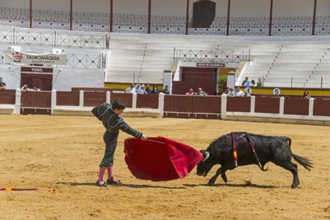 A torero in a fighting arena skilfully confronts an approaching bull, bullfight, bullfighting
