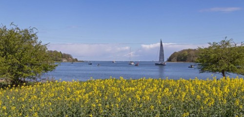 Thatched roof houses, herring fishing, sailing boat, boats, rape field, Rabelsund, Rabel, Schlei,