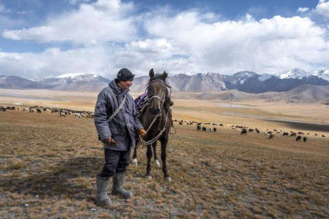 Nomadic life on a plateau, shepherd on horse, flock of sheep, dramatic high mountains, Tian Shan