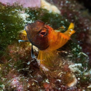 Close-up of yellow blenny (Tripterygion delaisi) lying on algae, Mediterranean Sea