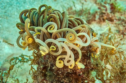 Close-up of Unicoloured Mediterranean Sea anemone opelet anemone (Anemonia sulcata) Wax anemone