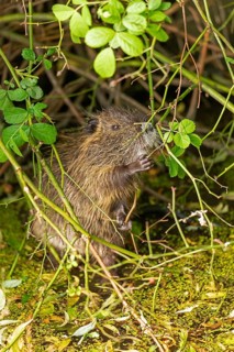 Nutria (Myocastor coypus) young animal standing on hind legs and eating leaf, Wilhelmsburg,