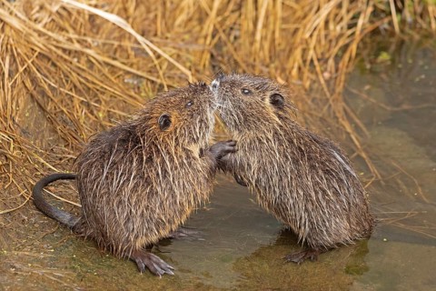 Two Nutria (Myocastor coypus) young animals nudge their snouts together, Wilhelmsburg, Hamburg,