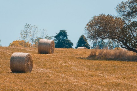 Beautiful panoramic view of hay bales in a uruguay farm field. Clear sky