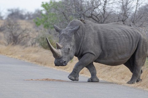 Southern white rhinoceros (Ceratotherium simum simum), adult female crossing the asphalt road, with