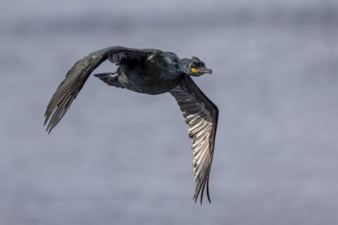 Common shag (Phalacrocorax aristotelis), flies, feathers, winter, in the snow, Hornoya, Hornoya,