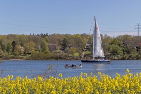 Sailing boat, herring fishing, rape field, Rabelsund, Rabel, Kappeln, Schlei, Schleswig-Holstein,