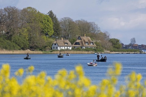 Thatched roof houses, herring fishing, boats, rape field, Rabelsund, Rabel, Schlei,