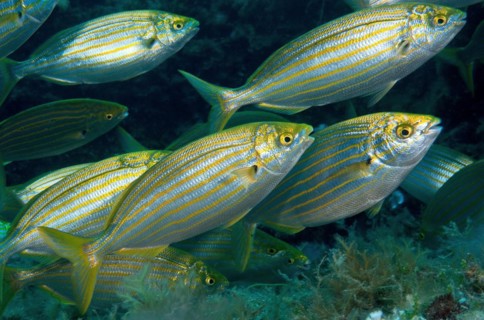 Close-up of small group of salema porgy (Sarpa salpa) swimming over algae carpet accumulates algal