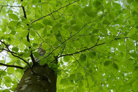 Leaf development on the Beech (Fagus), photosynthesis, absorption, light absorption, green, leaf