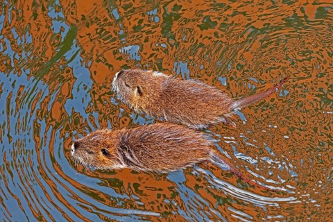 Two Nutria (Myocastor coypus) young animals swimming, Wilhelmsburg, Hamburg, Germany, Europe