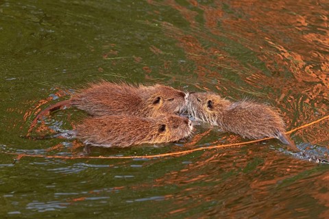 Three Nutria (Myocastor coypus) young animals poking their snouts together in the water,