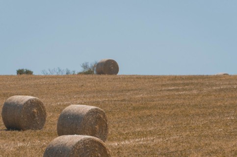 Beautiful panoramic view of hay bales in a uruguay farm field. Clear sky