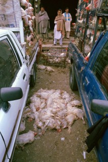 Dead chicken, lying on the ground, Rawalpindi, Pakistan, Asia
