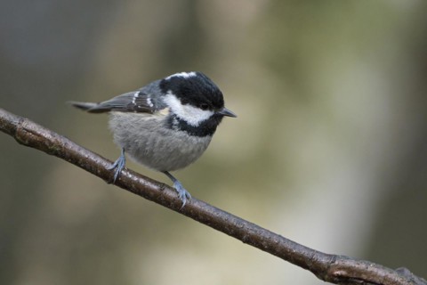 Coal tit (Parus ater), adult bird, Dingdener Heide nature reserve, North Rhine-Westphalia, Germany,