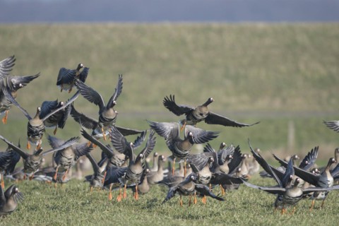 Greater white-fronted goose (Anser albifrons), flock of geese taking off, Bislicher Insel, Xanten,