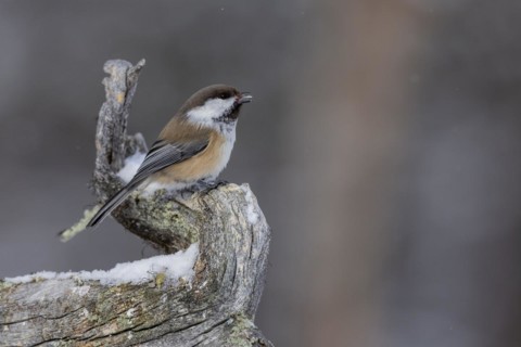Grey-headed chickadee (Poecile cinctus), in the snow, Kaamanen, Finland, Europe